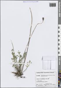 Oreomecon angustifolia (Tolm.) Krivenko, Сибирь, Центральная Сибирь (S3) (Россия)