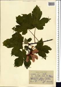Acer heldreichii subsp. trautvetteri (Medw.) A.E.Murray, Кавказ, Ставропольский край, Карачаево-Черкесия, Кабардино-Балкария (K1b) (Россия)