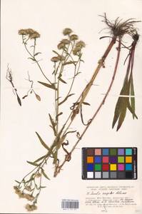 Pentanema caspicum (F. K. Blum ex Ledeb.) G. V. Boiko, Korniy. & Mosyakin, Восточная Европа, Южно-Украинский район (E12) (Украина)