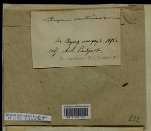 Ptychostomum pseudotriquetrum (Hedw.) J.R. Spence & H.P. Ramsay, Гербарий мохообразных, Мхи - Архангельская и Вологодская области, Коми, Ненецкий АО (B7) (Россия)