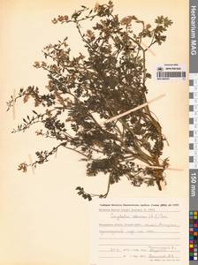 Хохлатка сибирская (L.fil.) Pers., Сибирь, Чукотка и Камчатка (S7) (Россия)