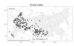 Pyrola media, Грушанка средняя Sw., Атлас флоры России (FLORUS) (Россия)