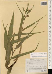 Epipactis veratrifolia Boiss. & Hohen., Зарубежная Азия (ASIA) (Иран)