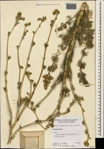 Hippomarathrum dichotomum (Pall. ex M. Bieb.) Link, Крым (KRYM) (Россия)