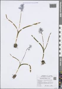 Пушкиния пролесковая Adams, Восточная Европа, Центральный район (E4) (Россия)