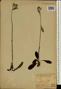 Asteraceae, Зарубежная Азия (ASIA) (Япония)