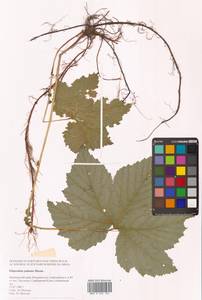 Filipendula digitata (Willd.) Bergmans, Сибирь, Дальний Восток (S6) (Россия)