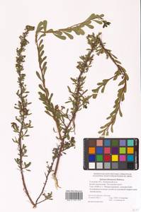 Spiraea crenata subsp. crenata, Восточная Европа, Центральный район (E4) (Россия)