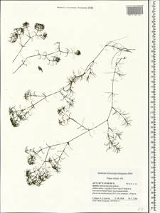 Наяда малая All., Крым (KRYM) (Россия)