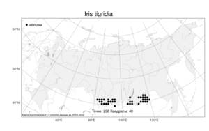 Iris tigridia, Ирис тигровый Bunge ex Ledeb., Атлас флоры России (FLORUS) (Россия)