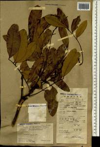 Dimocarpus longan subsp. longan, Зарубежная Азия (ASIA) (КНР)