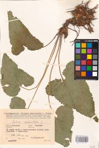 MHA 0 156 492, Шалфей мутовчатый L., Восточная Европа, Центральный район (E4) (Россия)