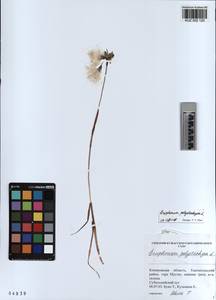 KUZ 002 120, Eriophorum angustifolium subsp. angustifolium, Сибирь, Алтай и Саяны (S2) (Россия)