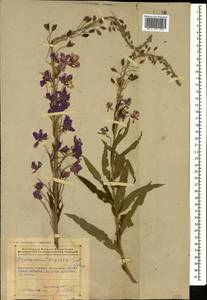 Иван-чай узколистный (L.) Scop., Кавказ, Азербайджан (K6) (Азербайджан)