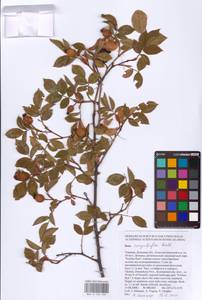 Шиповник щитконосный, Роза щитконосная Borkh., Восточная Европа, Южно-Украинский район (E12) (Украина)