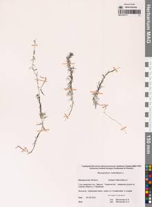 Уруть мутовчатая L., Сибирь, Чукотка и Камчатка (S7) (Россия)