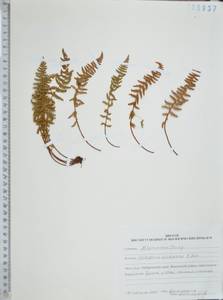 Пузырник Дайка R.Sim, Сибирь, Дальний Восток (S6) (Россия)