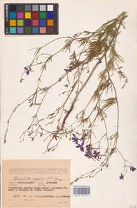 Delphinium consolida subsp. consolida, Восточная Европа, Нижневолжский район (E9) (Россия)