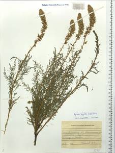 Мирикария длиннолистная (Willd.) Ehrenb., Сибирь, Алтай и Саяны (S2) (Россия)