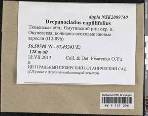Drepanocladus capillifolius (Warnst.) Warnst., Гербарий мохообразных, Мхи - Западная Сибирь (включая Алтай) (B15) (Россия)