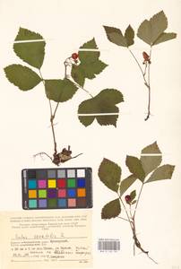 Костяника каменистая L., Восточная Европа, Северный район (E1) (Россия)