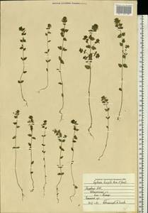 Euphrasia ×vernalis List, Восточная Европа, Средневолжский район (E8) (Россия)