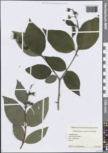 Чубушник венечный L., Кавказ, Азербайджан (K6) (Азербайджан)