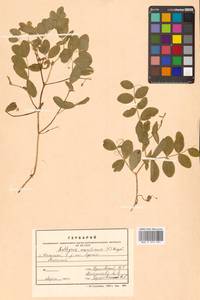 Lathyrus japonicus var. maritimus (L.) J.T.Kartesz & Gandhi, Сибирь, Дальний Восток (S6) (Россия)