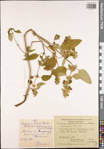 Пикульник двунадрезанный, Жабрей Boenn., Восточная Европа, Центральный район (E4) (Россия)