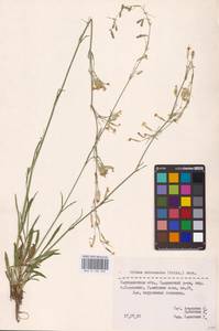 Смолевка зеленоцветковая (Willd.) Ehrh., Восточная Европа, Средневолжский район (E8) (Россия)