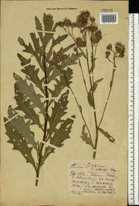 Бодяк полевой, Розовый осот (L.) Scop., Восточная Европа, Центральный лесной район (E5) (Россия)