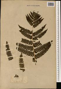 Dryopteris erythrosora (D. C. Eaton) Kuntze, Зарубежная Азия (ASIA) (Япония)