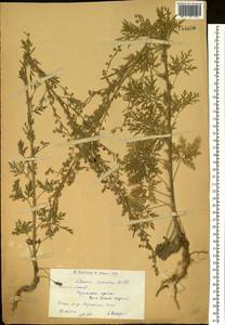 Полынь Сиверса Ehrh. ex Willd., Сибирь, Западный (Казахстанский) Алтай (S2a) (Казахстан)