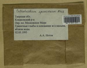 Lewinskya speciosa (Nees) F. Lara, Garilleti & Goffinet, Гербарий мохообразных, Мхи - Центральное Нечерноземье (B6) (Россия)