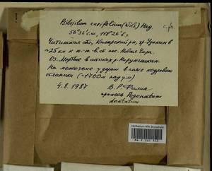 Psilopilum cavifolium (Wilson) I. Hagen, Гербарий мохообразных, Мхи - Прибайкалье и Забайкалье (B18) (Россия)