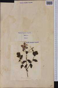 Erodium manescavii Cosson, Западная Европа (EUR) (Италия)