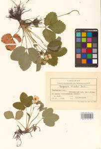 Земляника зеленая, Полуница Duchesne, Восточная Европа, Центральный лесостепной район (E6) (Россия)