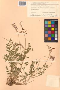 Астрагал Тугаринова Basil., Сибирь, Чукотка и Камчатка (S7) (Россия)