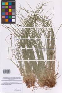 Осока горная L., Восточная Европа, Московская область и Москва (E4a) (Россия)