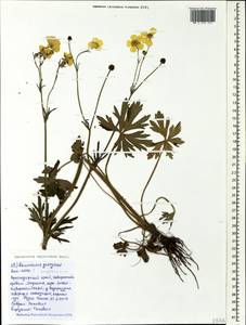 Ranunculus polyanthemos subsp. meyerianus (Rupr.) Elenevsky & Derv.-Sokol., Кавказ, Черноморское побережье (от Новороссийска до Адлера) (K3) (Россия)