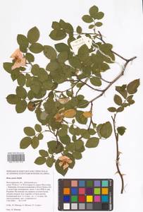 Шиповник сизый Sm., Восточная Европа, Нижневолжский район (E9) (Россия)