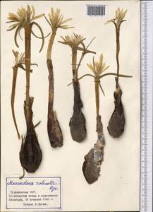 Colchicum robustum (Bunge) Stef., Средняя Азия и Казахстан, Каракумы (M6) (Туркмения)