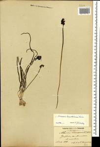 Мышиный гиацинт незамеченный Guss. ex Ten., Кавказ, Азербайджан (K6) (Азербайджан)