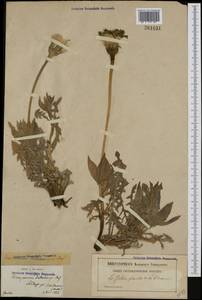 Urospermum dalechampii (L.) Scop. ex F.W.Schmidt, Западная Европа (EUR) (Франция)