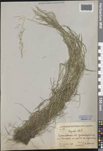 Полевица гигантская Roth, Восточная Европа, Нижневолжский район (E9) (Россия)
