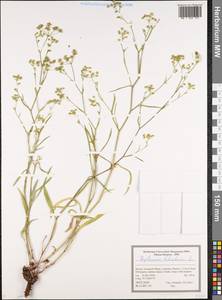 Володушка серповидная L., Восточная Европа, Центральный лесостепной район (E6) (Россия)