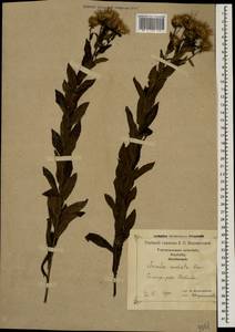 Pentanema salicinum subsp. asperum (Poir.) Mosyakin, Кавказ, Грузия (K4) (Грузия)