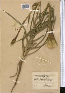 Козлобородник сомнительный Scop., Средняя Азия и Казахстан, Западный Тянь-Шань и Каратау (M3) (Узбекистан)