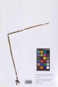 Хвощ приречный, Хвощ топяной L., Сибирь, Дальний Восток (S6) (Россия)