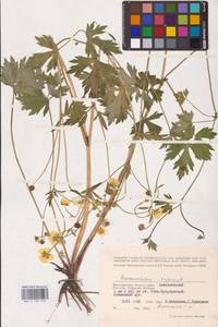 Лютик ползучий L., Восточная Европа, Нижневолжский район (E9) (Россия)